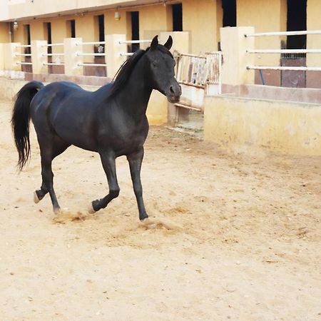 The Farm - Hotel & Horse Riding Каїр Екстер'єр фото
