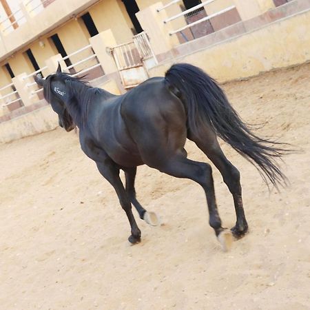 The Farm - Hotel & Horse Riding Каїр Екстер'єр фото
