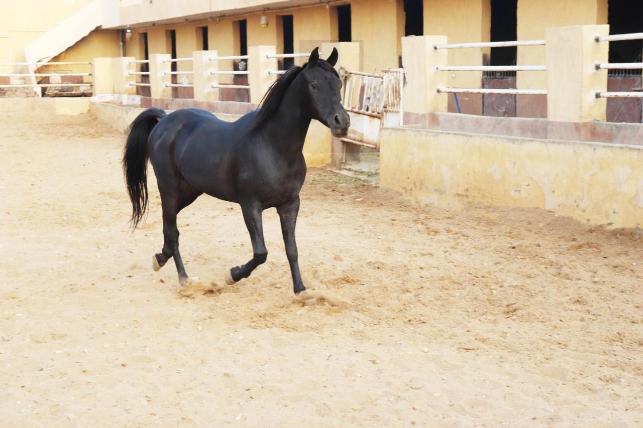 The Farm - Hotel & Horse Riding Каїр Екстер'єр фото
