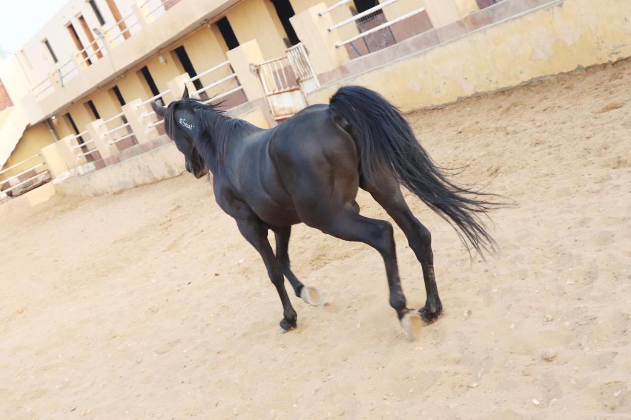 The Farm - Hotel & Horse Riding Каїр Екстер'єр фото